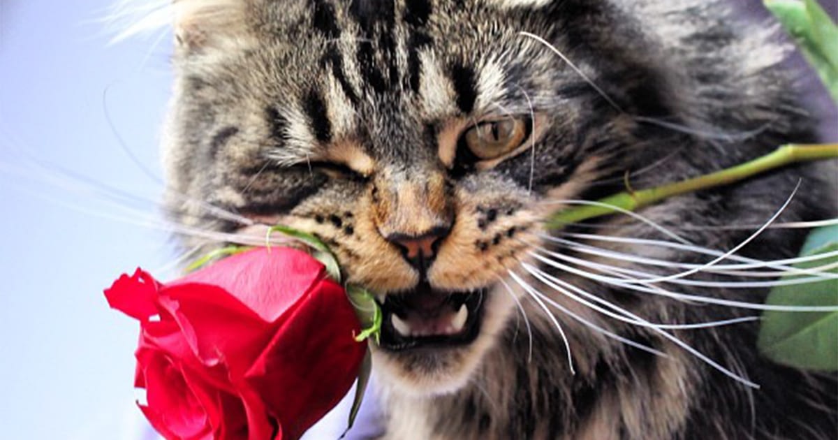 Valentine's Day cat holding a rose in his mouth