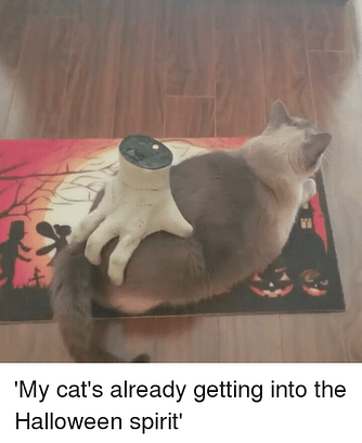 14 Hilarious Memes Of Cats Celebrating The Witching Hour Experience Fv