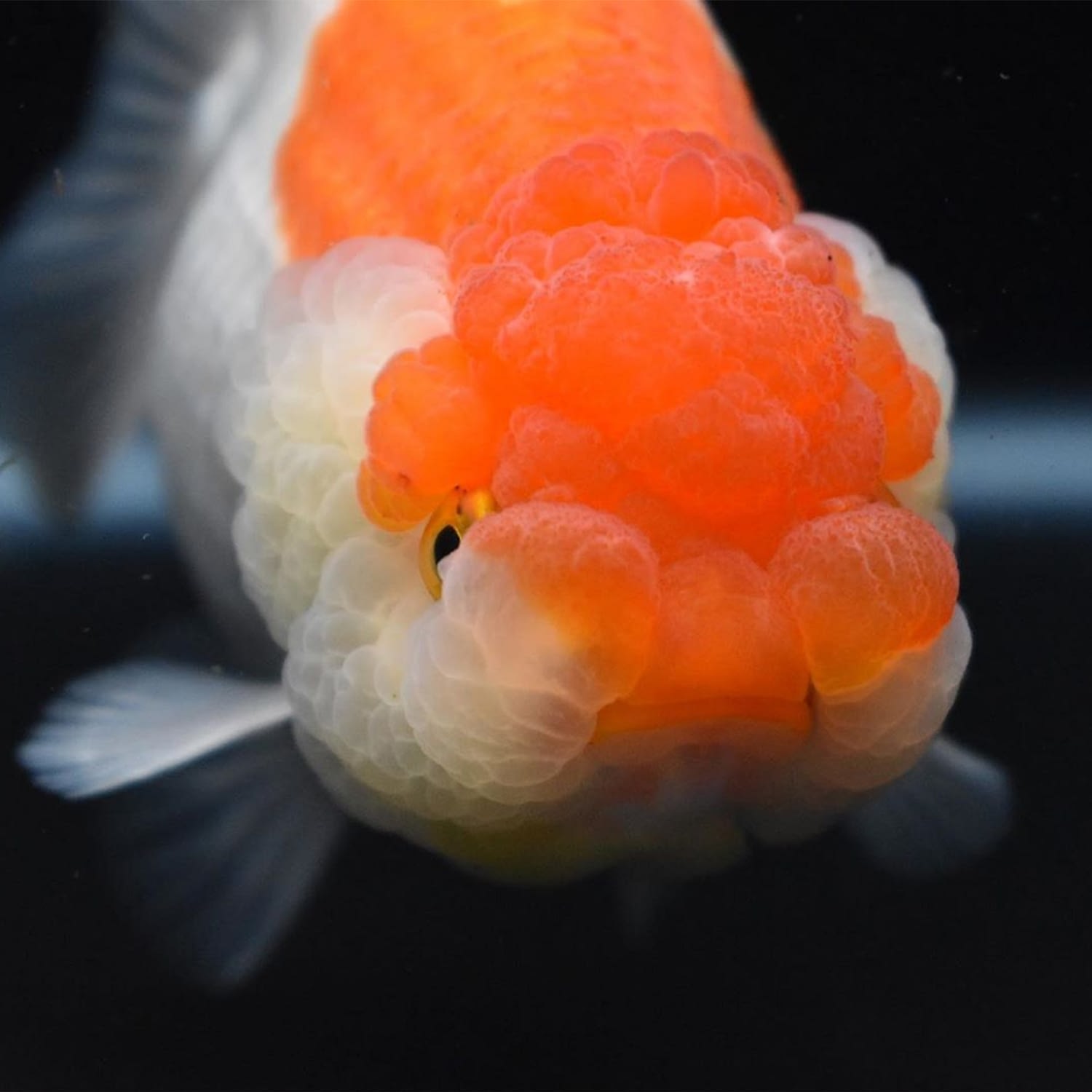 king koi goldfish